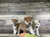 點選圖片可放大