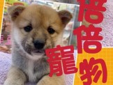點選圖片可放大