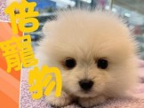 點選圖片可放大