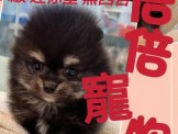 點選圖片可放大