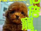 點選圖片可放大
