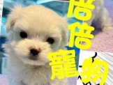 點選圖片可放大