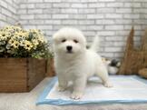 ◆快樂狗幼犬生活館◆賽級嚴選◆稀有釋出 超爆毛 薩摩耶犬幼犬出售◆Samoyed puppy for sale◆