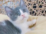 英國短毛貓：藍。白。藍白賓士。銀漸層。銀點漸層小貓