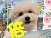 點選圖片可放大