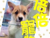 點選圖片可放大
