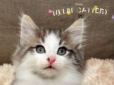 點選圖片可放大
