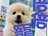 點選圖片可放大