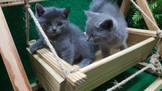 英國短毛貓：藍。白。藍白賓士。銀漸層。銀點漸層小貓