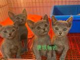 點選圖片可放大
