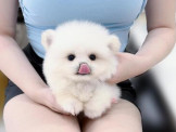 泰迪幼犬寵物犬舍❤️頂級各色松鼠博美幼犬