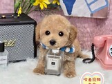 點選圖片可放大