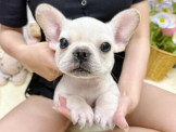 泰迪幼犬寵物犬舍❤️各色法鬥幼犬