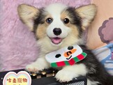 點選圖片可放大