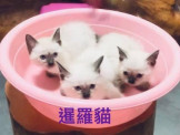 板橋寵物店 寵寶貝寵物店『保證超可愛暹羅貓』保證物超所值全區最便宜