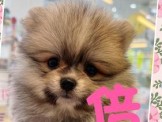 點選圖片可放大