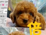 點選圖片可放大