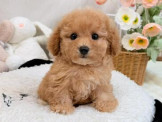 泰迪幼犬寵物犬舍❤️泰迪各色貴賓幼犬