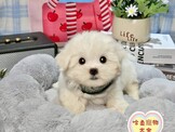 點選圖片可放大
