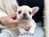 泰迪幼犬寵物犬舍❤️各色法鬥幼犬