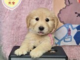 點選圖片可放大