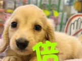 點選圖片可放大