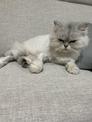 點選圖片可放大