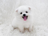 泰迪幼犬寵物犬舍❤️頂級狐狸犬幼犬