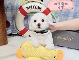 點選圖片可放大