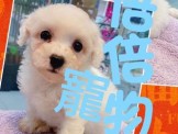點選圖片可放大