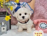 點選圖片可放大