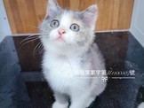 點選圖片可放大