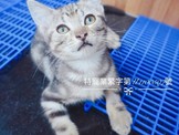 點選圖片可放大