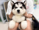 泰迪幼犬寵物犬舍❤️頂級各色哈士奇幼犬
