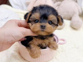 泰迪幼犬寵物犬舍❤️頂級短吻約克夏幼犬