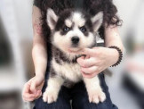 泰迪幼犬寵物犬舍❤️頂級各色哈士奇幼犬