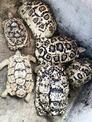 預備繁殖組肯亞豹龜