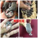 點選圖片可放大