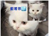 點選圖片可放大