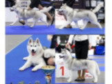 最新進口哈士奇種公徵配、幼犬出售！