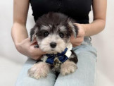 泰迪幼犬寵物犬舍❤️頂級各色雪納瑞幼犬