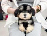 泰迪幼犬寵物犬舍❤️頂級各色雪納瑞幼犬