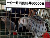 點選圖片可放大