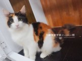點選圖片可放大
