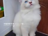 點選圖片可放大