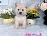點選圖片可放大