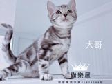 點選圖片可放大