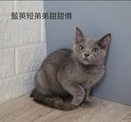 點選圖片可放大