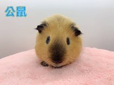 點選圖片可放大