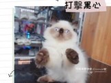 點選圖片可放大